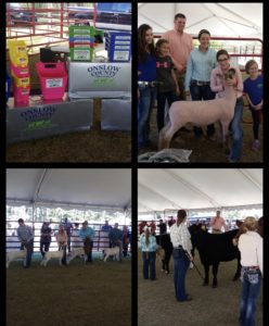 Cover photo for Onslow County Farm Bureau Livestock Showdown (CANCELED)