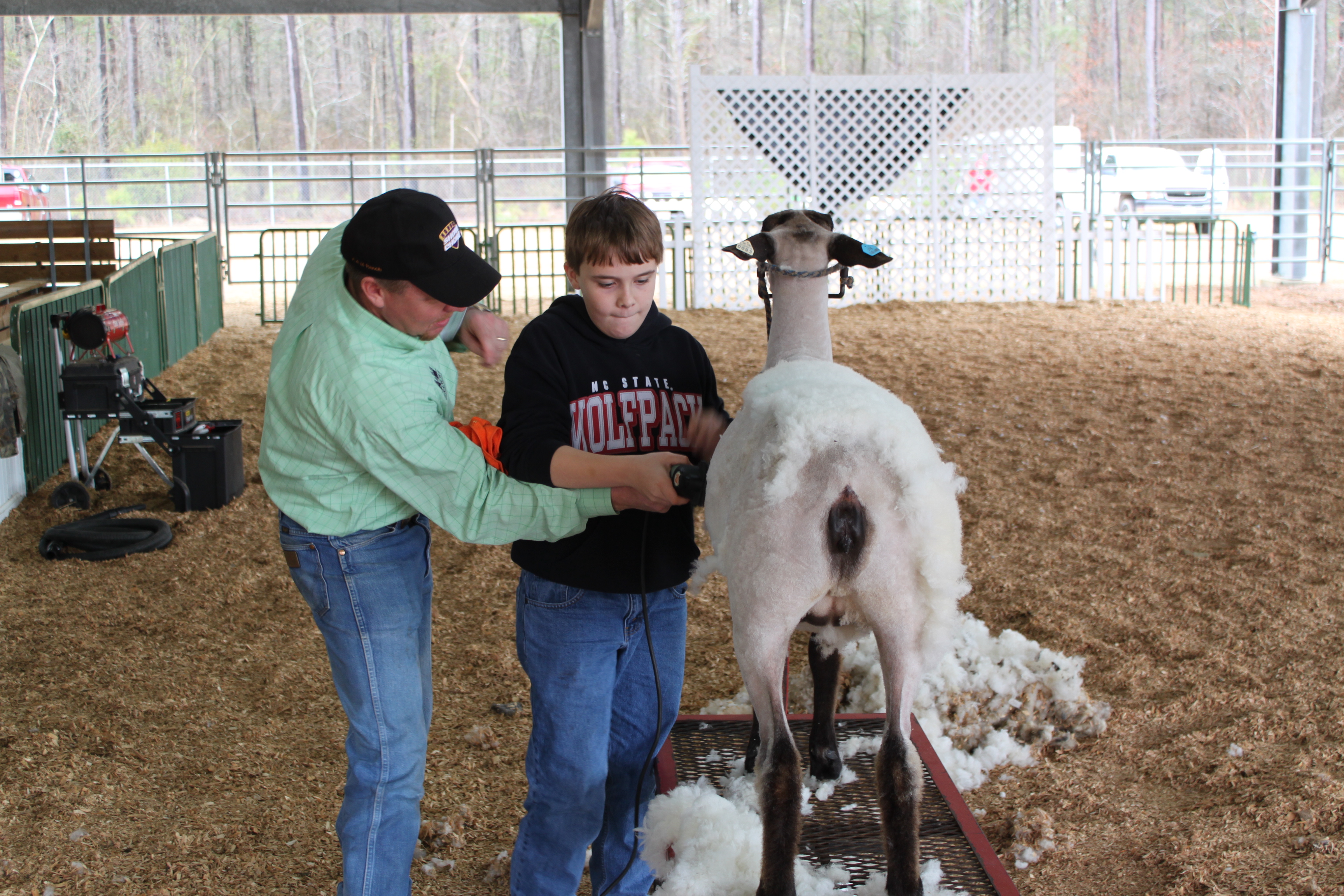 Shearing livestock