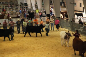 Cover photo for NC State Fair Junior Livestock Information
