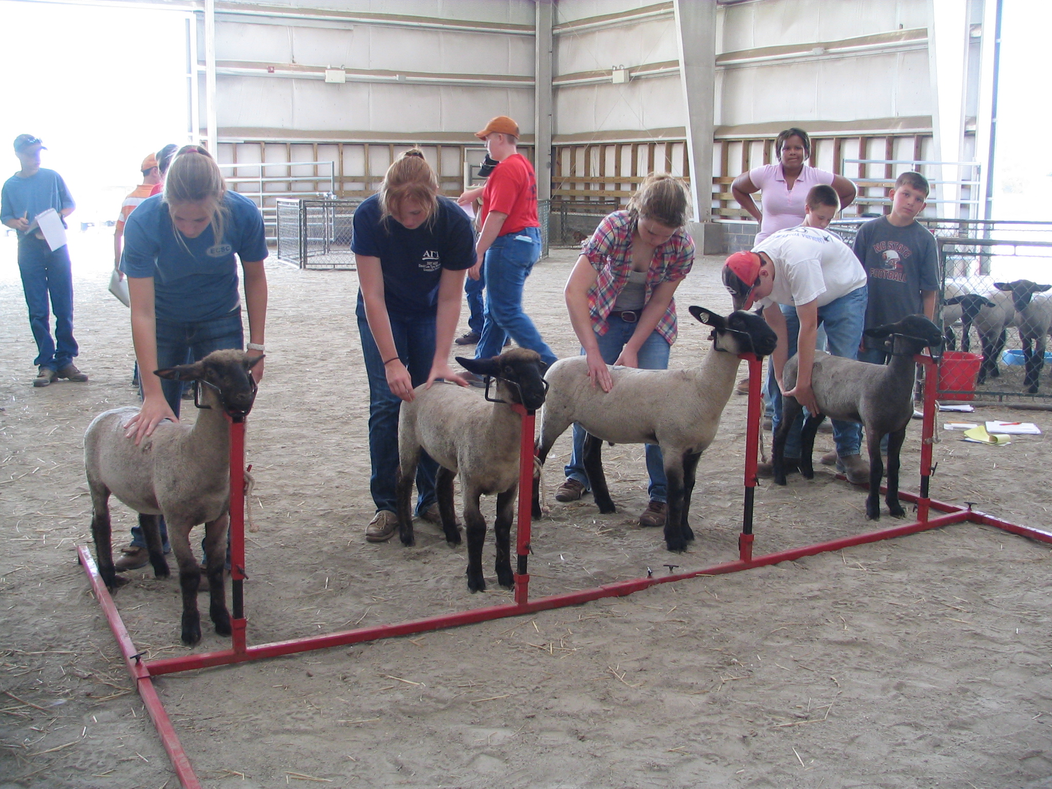 Teenagers check sheep as part of a clinic.
