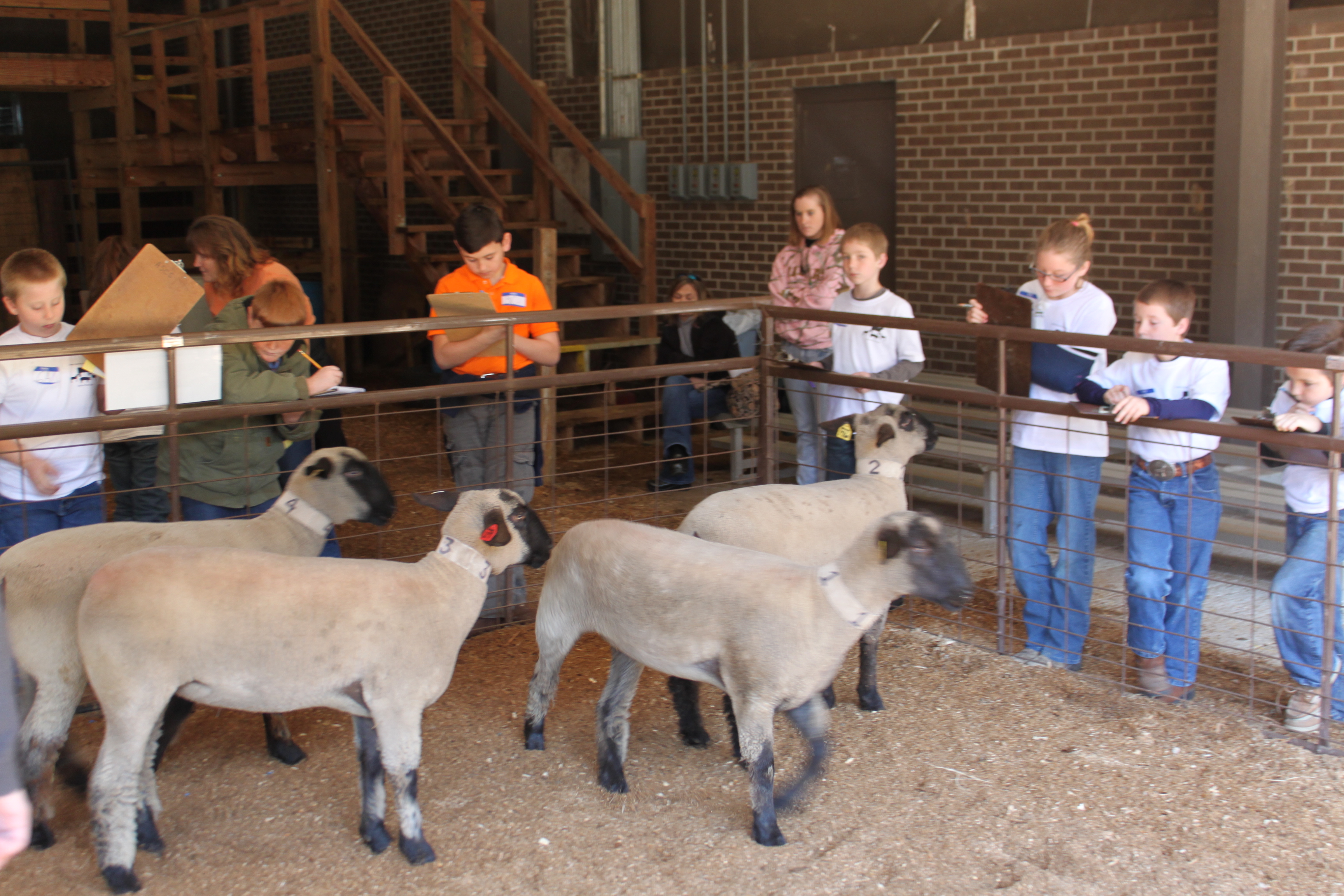 A group of youths stands around a paddock containing sheep.