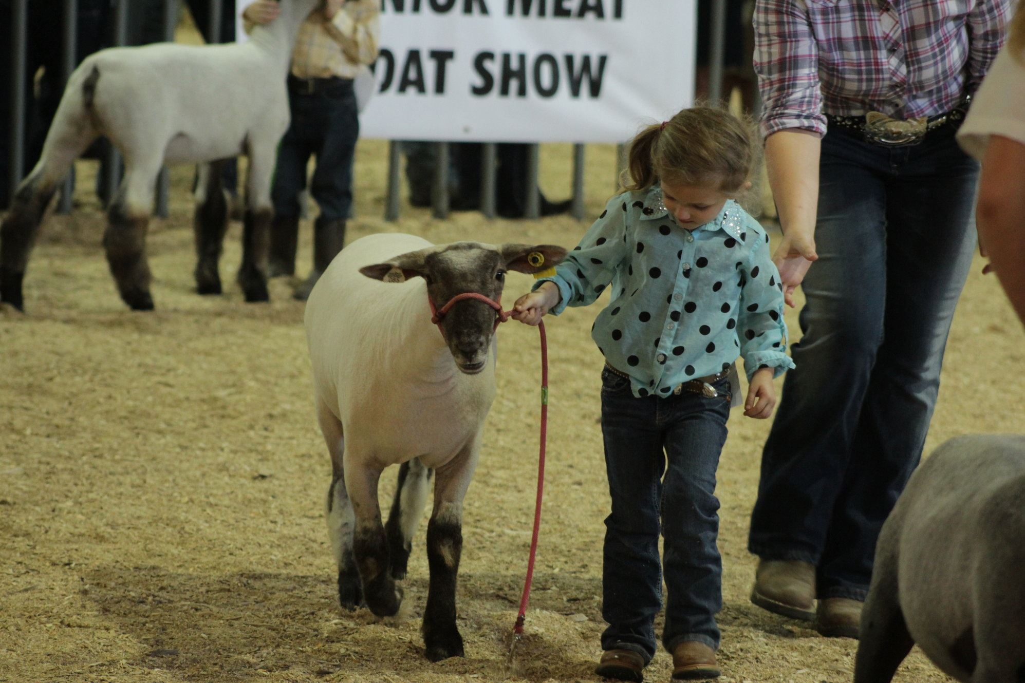 A young child leads a sheep on a rope lead.