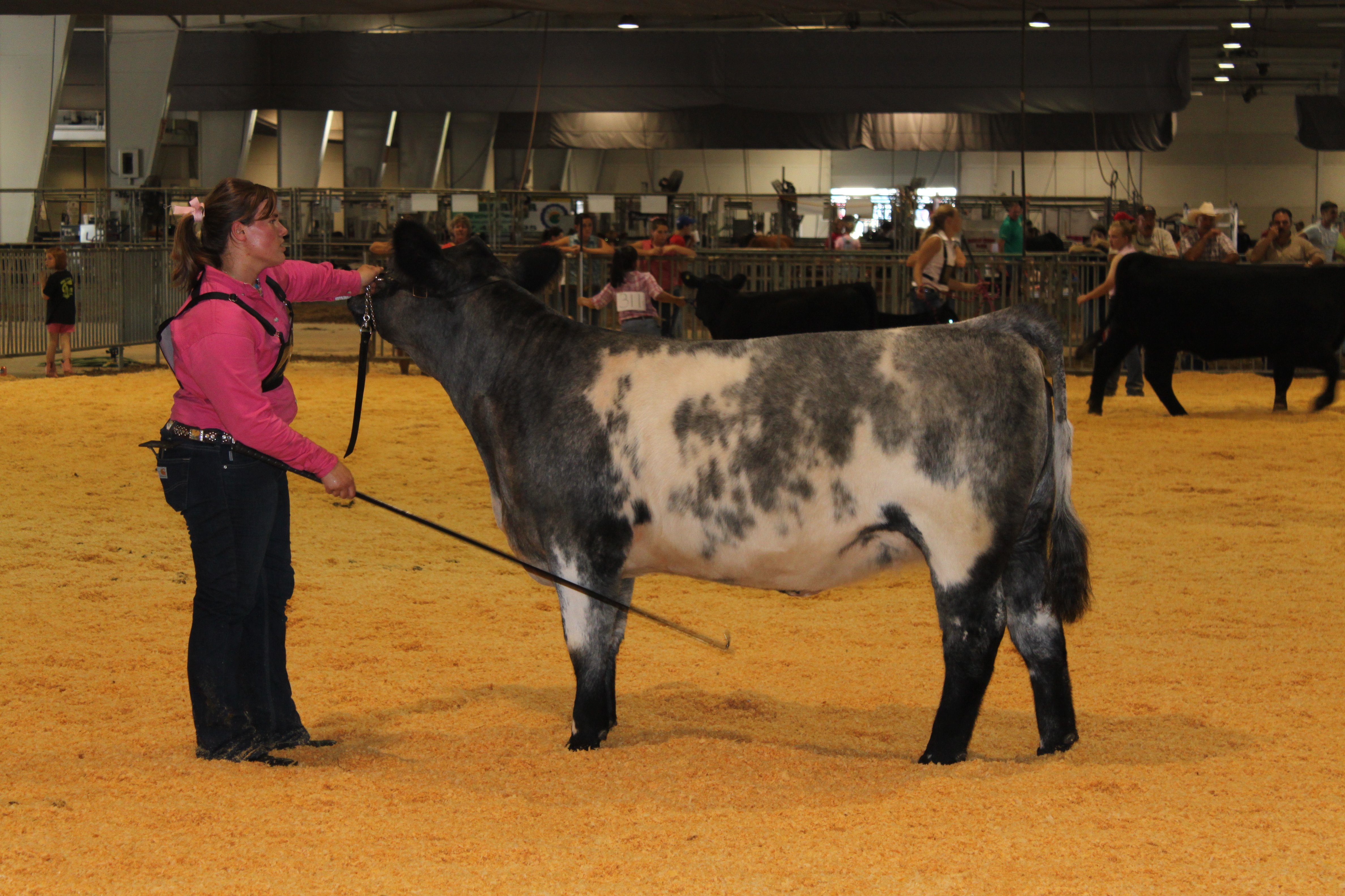 A girl poses a cow in an arena.