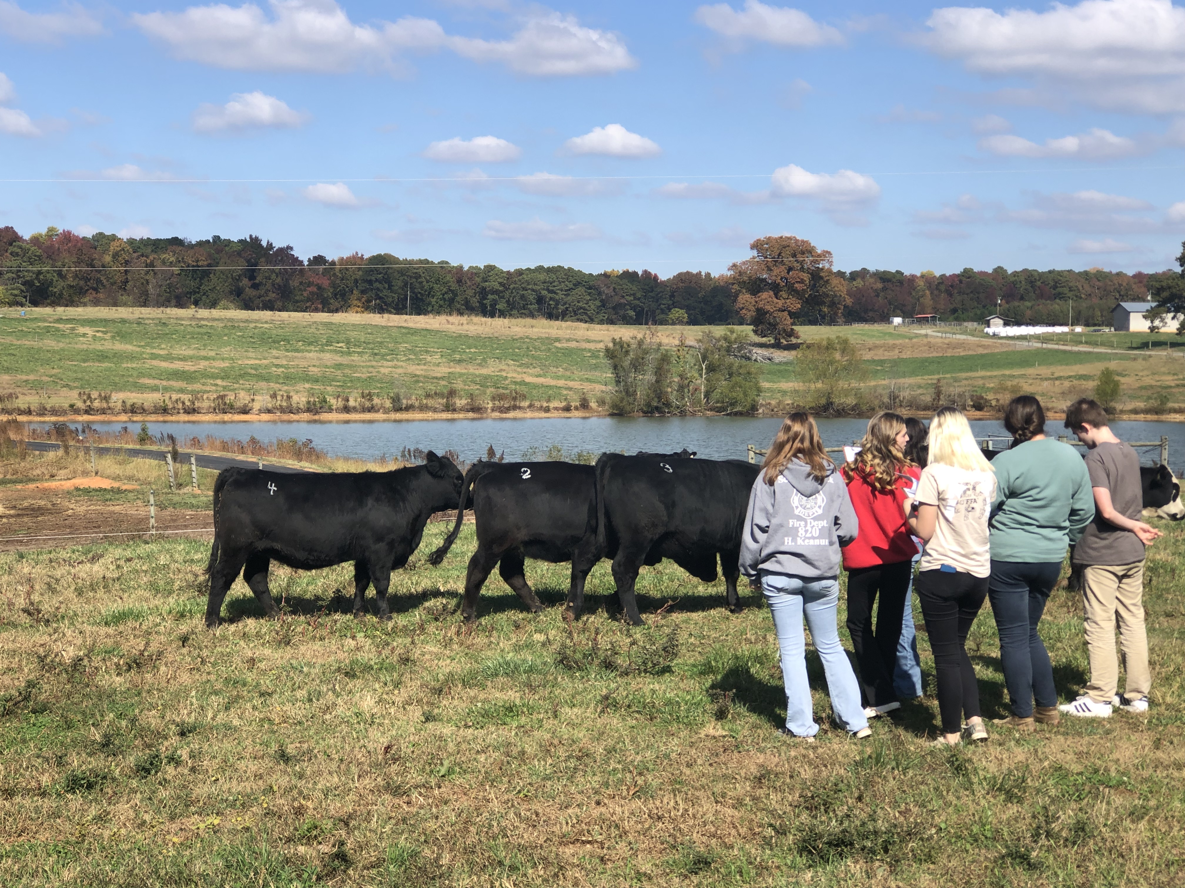 Youth looking at cattle in a field with pond in background