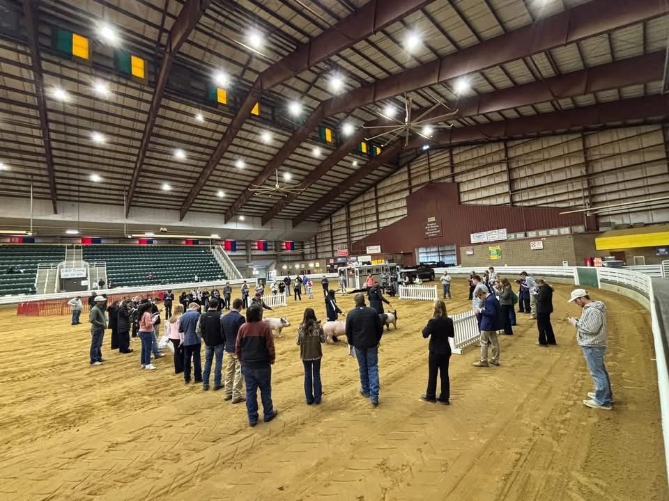 Livestock showing in an enclosed arena.